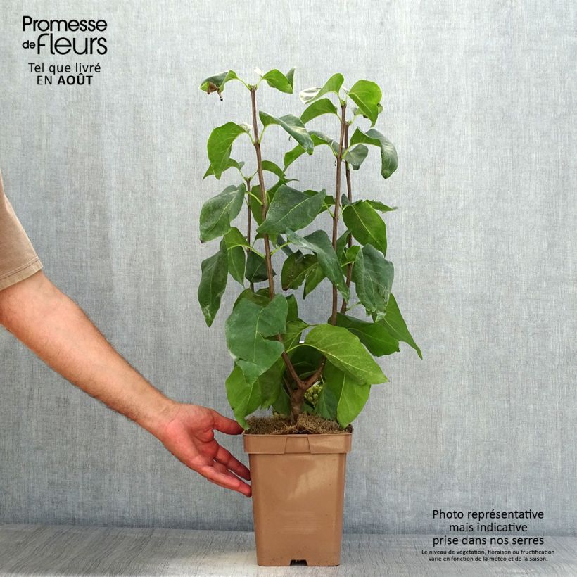 Exemplar von Edelflieder Primrose - Syringa vulgaris Topf mit 4L/5L wie im Sommer geliefert