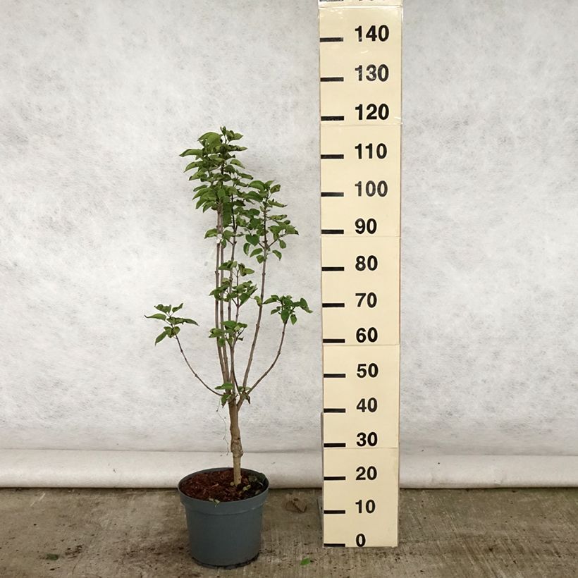 Exemplar von Edelflieder Souvenir de Louis Spaeth - Syringa vulgaris Topf mit 7,5L/10L wie im Sommer geliefert