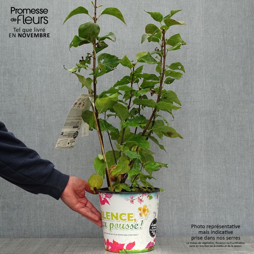 Exemplar von Edelflieder Zhemchuzhina - Syringa vulgaris Topf mit 4L/5L wie im Herbst geliefert