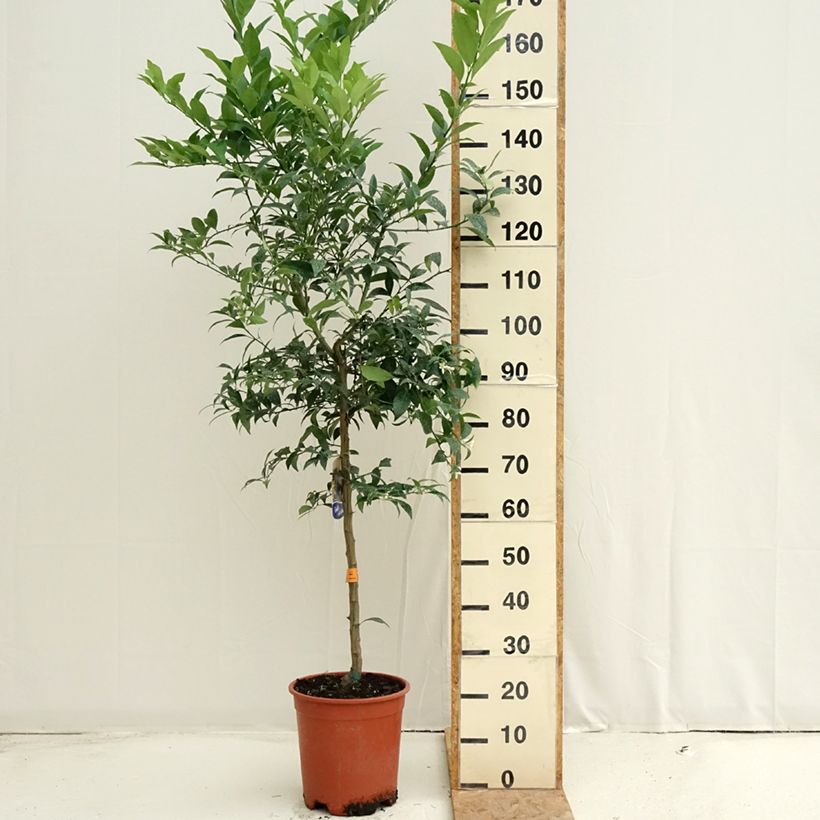 Exemplar von Limequat - Citrus floridana Topf mit 7,5L/10L, Halbstamm wie im Sommer geliefert