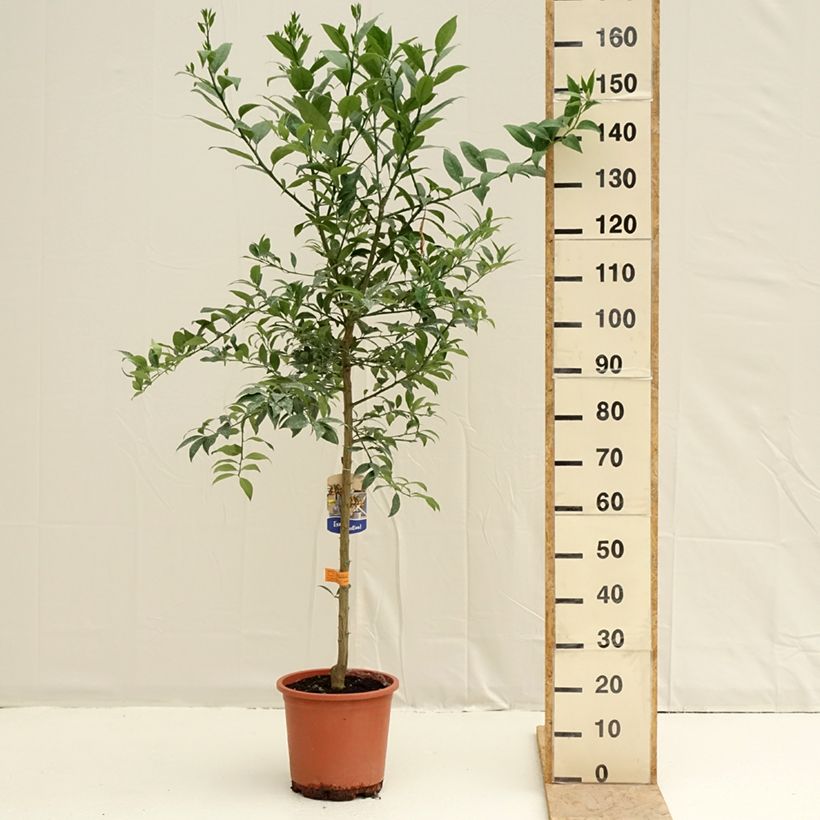Exemplar von Limequat - Citrus floridana Topf mit 7,5L/10L, Halbstamm wie im Frühjahr geliefert