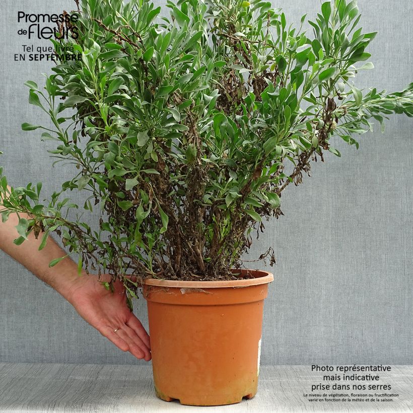 Exemplar von Limoniastrum monopetalum - Strauchstrandflieder Topf mit 7,5L/10L wie im Herbst geliefert