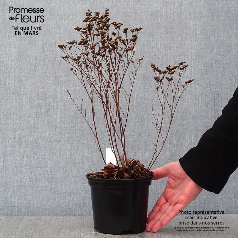 Exemplar von Limonium gmelinii Dazzle Rocks - Blauer Strandflieder Topf mit 2L/3L wie im Winter geliefert