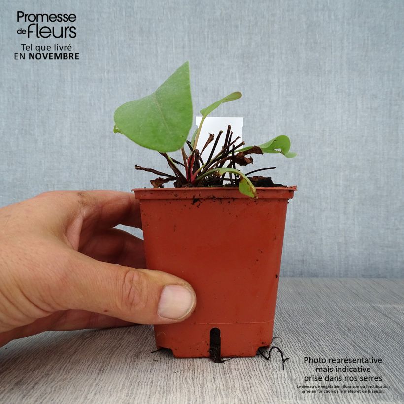 Exemplar von Limonium perezzi - Perez' Strandflieder Kleine Töpfe von 8/9 cm wie im Herbst geliefert