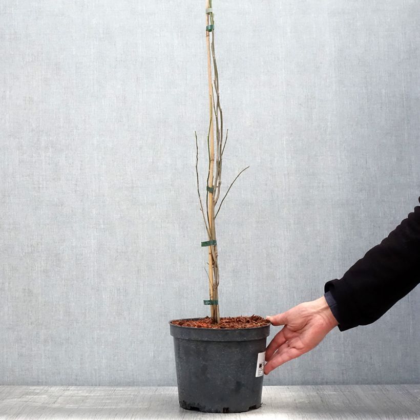 Exemplar von Lindera benzoin - Fieberstrauch Topf mit 4L/5LGelieferte Höhe ca. 60/80cm wie im Frühjahr geliefert