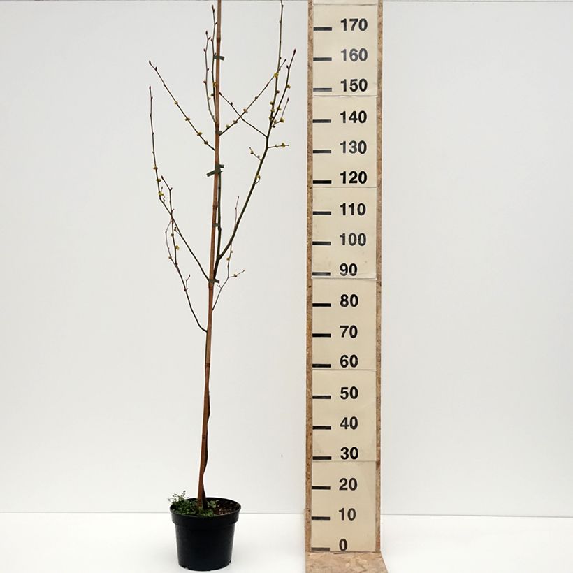 Exemplar von Lindera obtusiloba - Fieberstrauch Topf mit 4L/5L wie im Winter geliefert