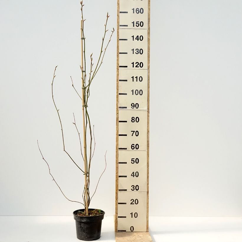 Exemplar von Lindera obtusiloba - Fieberstrauch Topf mit 4L/5LGelieferte Höhe ca. 60/80cm wie im Frühjahr geliefert