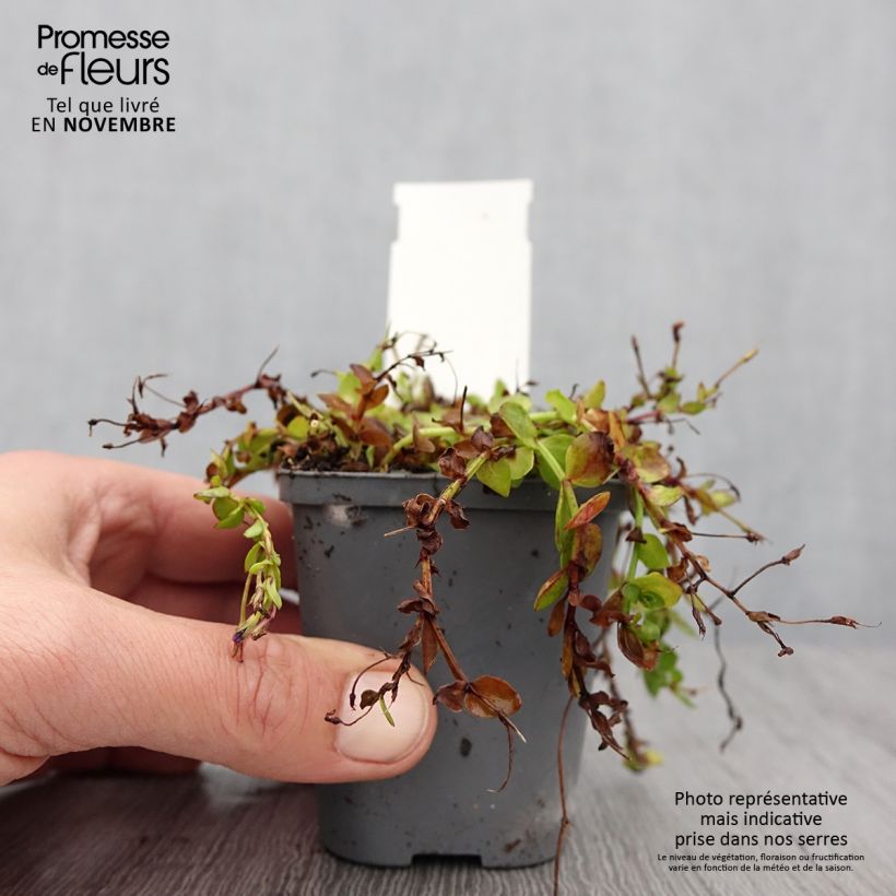 Exemplar von Lindernia grandiflora - Großblütiges Büchsenkraut Kleine Töpfe von 8/9 cm wie im Herbst geliefert