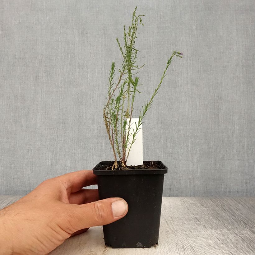 Exemplar von Stauden-Lein Saphir - Linum perenne Kleine Töpfe von 8/9 cm wie im Sommer geliefert