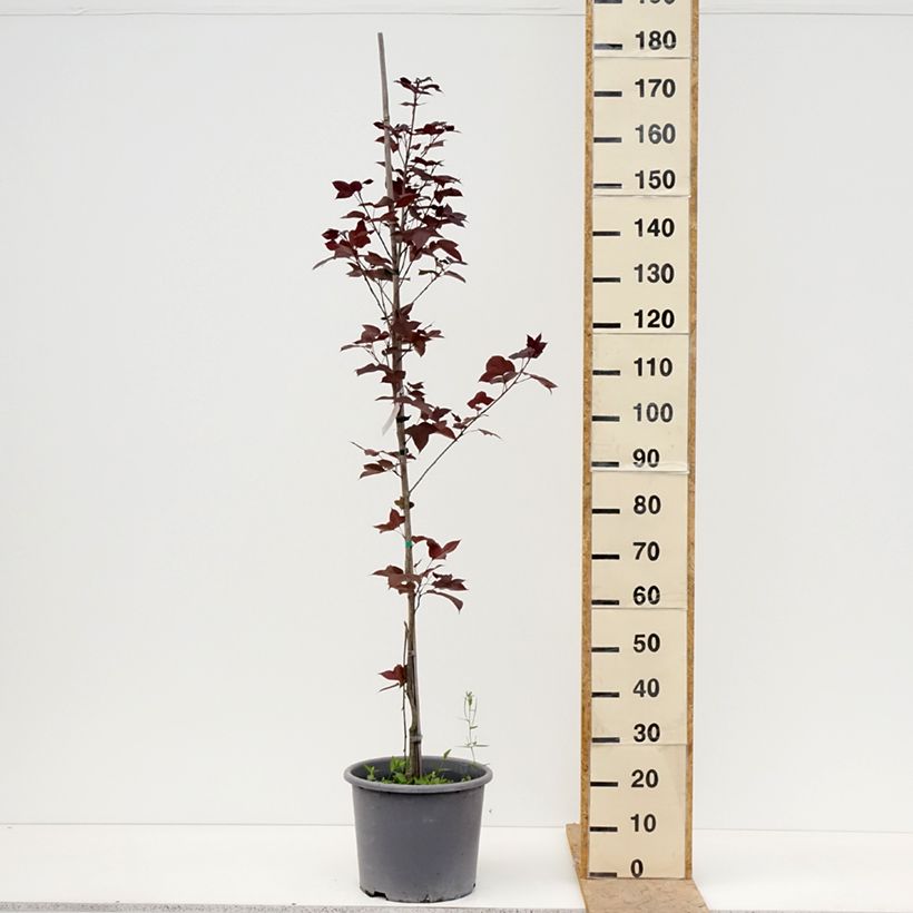 Exemplar von Liquidambar formosana - Chinesischer Amberbaum Topf mit 12L/15L wie im Frühjahr geliefert