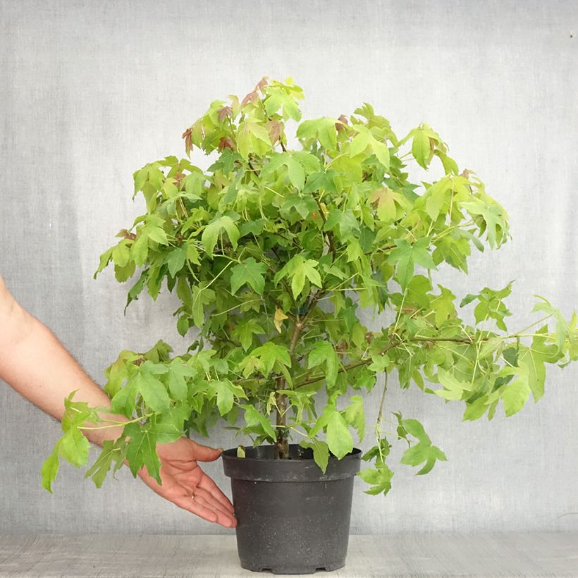 Exemplar von Liquidambar styraciflua Gum Ball - Amberbaum Topf mit 4L/5L wie im Sommer geliefert