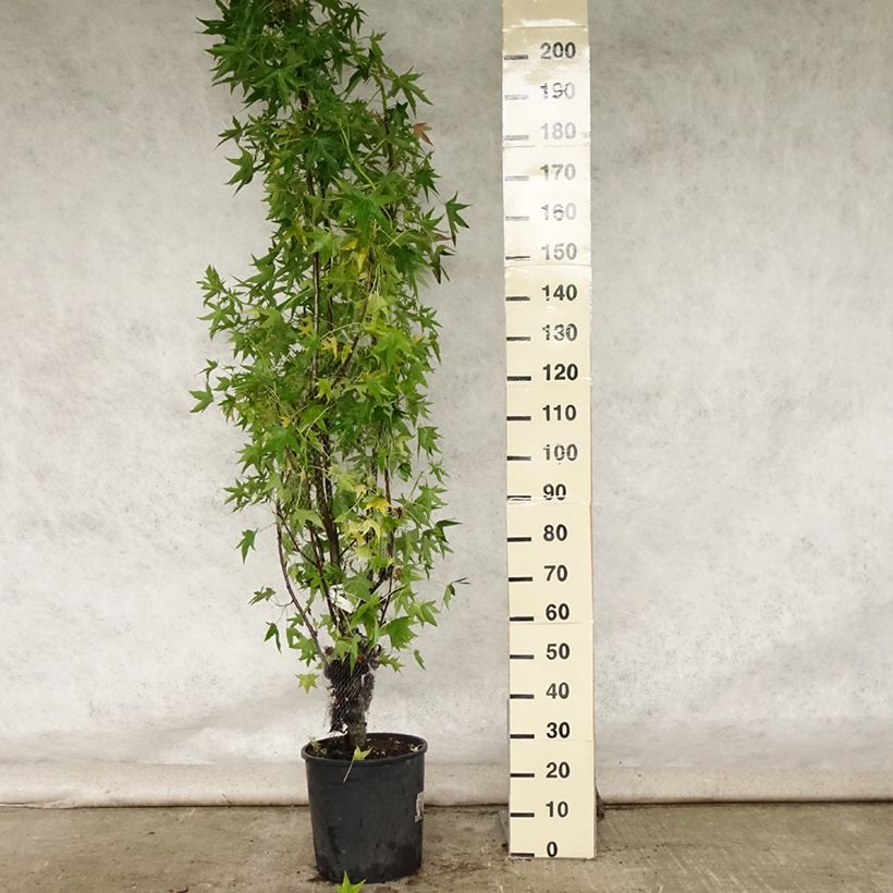 Exemplar von Liquidambar styraciflua Worplesdon - Amberbaum Topf mit 7,5L/10L wie im Sommer geliefert