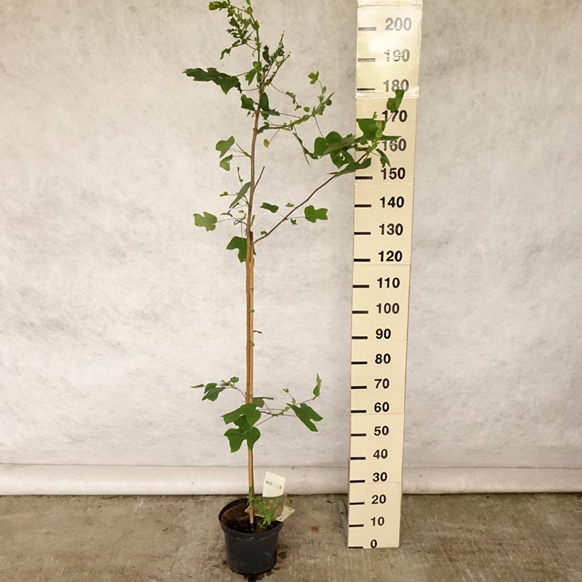Exemplar von Liriodendron tulipifera - Tulpenbaum Topf mit 4L/5LGelieferte Höhe ca. 120/140cm wie im Sommer geliefert