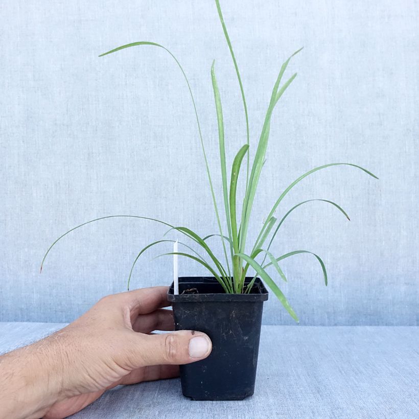 Exemplar von Liriope muscari Big Blue - Lilientraube Kleine Töpfe von 8/9 cm wie im Sommer geliefert