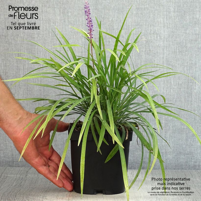 Exemplar von Liriope muscari - Lilientraube Topf mit 2L/3L wie im Sommer geliefert