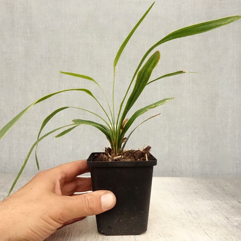 Exemplar von Liriope muscari Gold Banded - Lilientraube Kleine Töpfe von 8/9 cm wie im Sommer geliefert