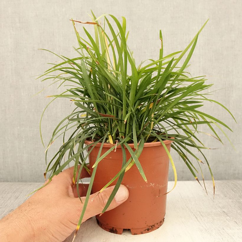 Exemplar von Liriope muscari Ingwersen - Lilientraube Topf mit 1L/1,5L wie im Sommer geliefert