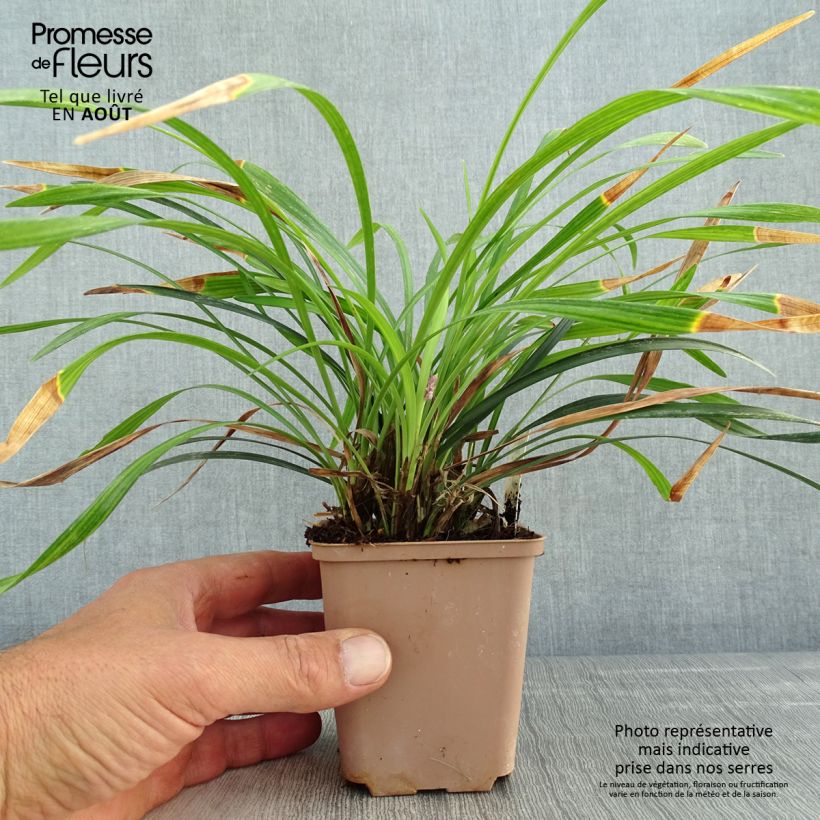 Exemplar von Liriope muscari Lilac Wonder - Lilientraube Kleine Töpfe von 8/9 cm wie im Sommer geliefert