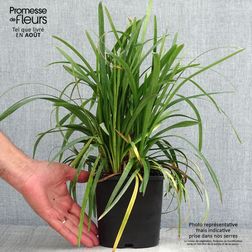Exemplar von Liriope muscari Monroe White - Lilientraube Topf mit 2L/3L wie im Sommer geliefert