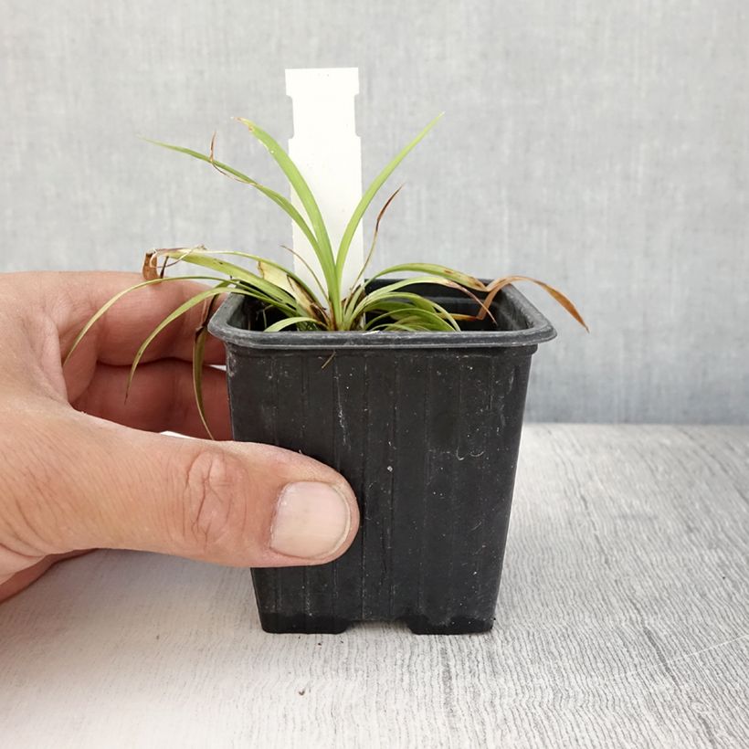 Exemplar von Liriope muscari Okina - Lilientraube Kleine Töpfe von 8/9 cm wie im Sommer geliefert