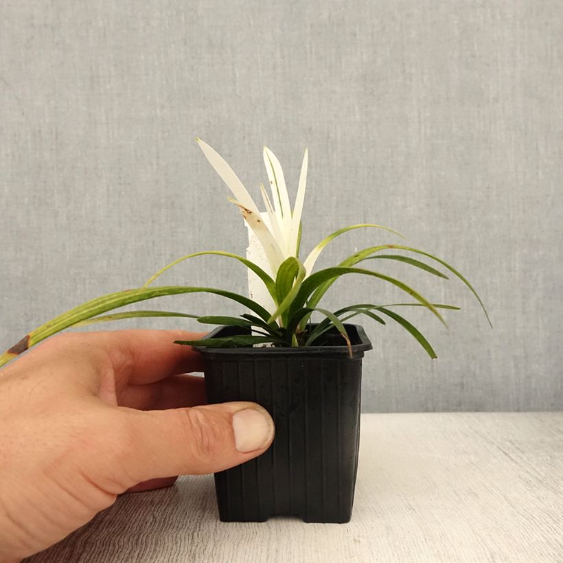 Exemplar von Liriope muscari Okina - Lilientraube Kleine Töpfe von 8/9 cm wie im Frühjahr geliefert