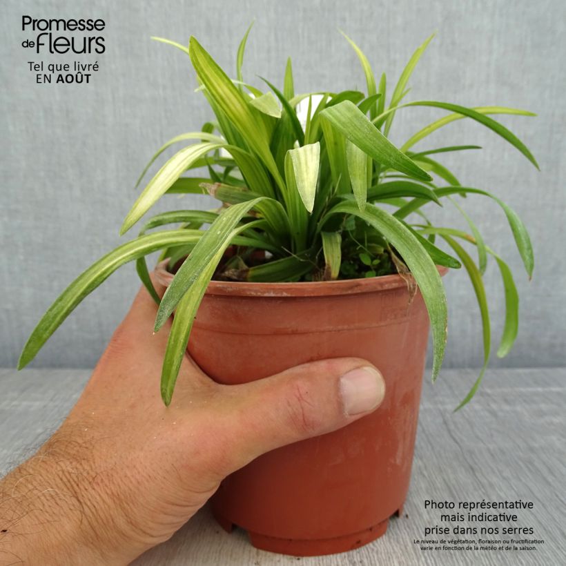 Exemplar von Liriope muscari Royal Purple - Lilientraube Topf mit 1L/1,5L wie im Sommer geliefert