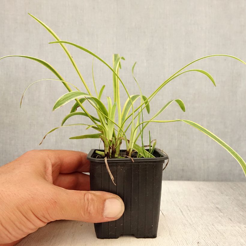Exemplar von Liriope muscari Silvery Sunproof - Lilientraube Kleine Töpfe von 8/9 cm wie im Sommer geliefert