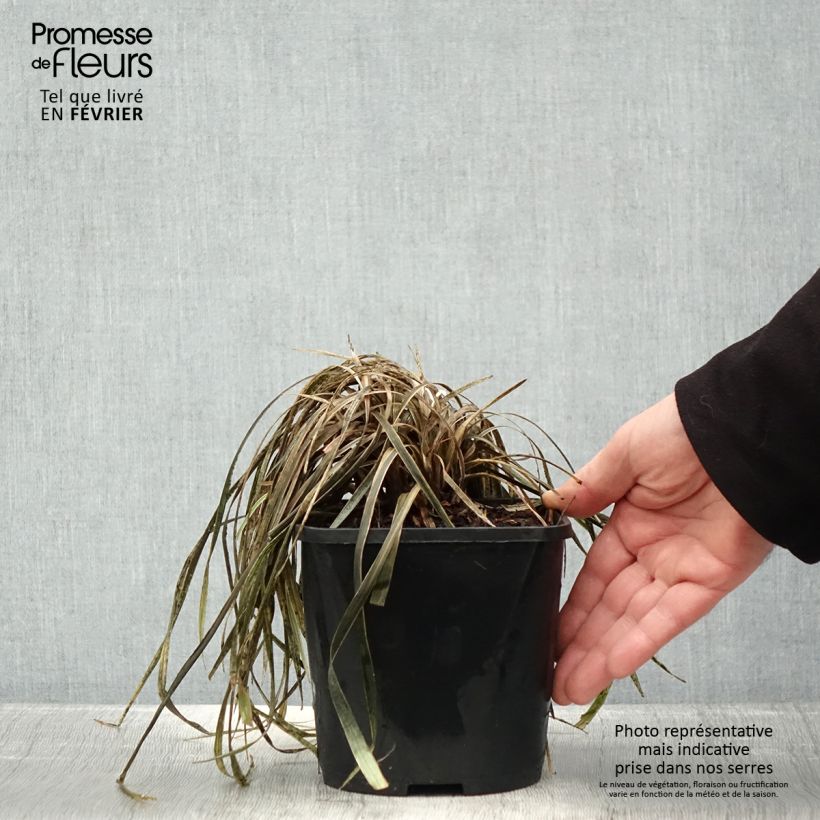 Exemplar von Liriope spicata Silver Dragon - Lilientraube Topf mit 2L/3L wie im Winter geliefert