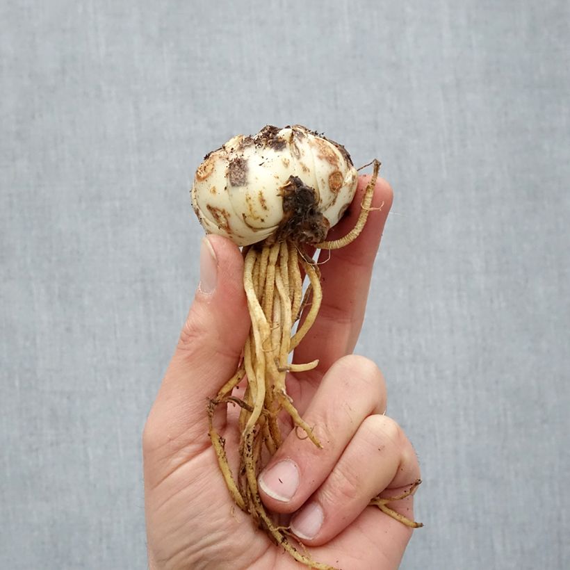 Exemplar von Asiatische Lilie Royal Kiss - Lilium Zwiebel Kaliber/Größe 16/18 wie im Frühjahr geliefert