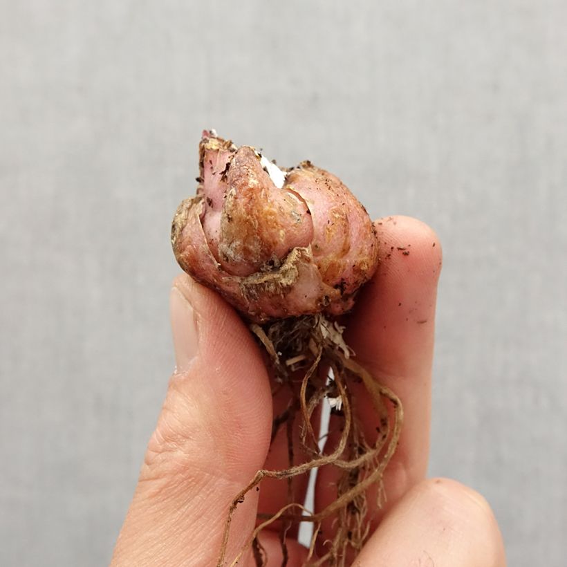 Exemplar von Asiatische Lilie Corsage - Lilium Zwiebel Kaliber/Größe 16/18 wie im Frühjahr geliefert