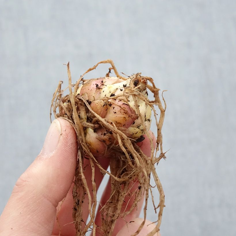 Exemplar von Orientalische Lilie Lankon - Lilium Zwiebel Kaliber/Größe 15+ wie im Frühjahr geliefert