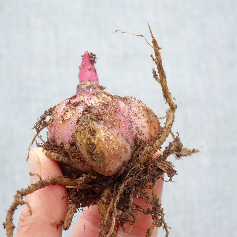 Exemplar von Orientalische Lilie Frontera - Lilium Zwiebel Kaliber/Größe 18/20 wie im Frühjahr geliefert