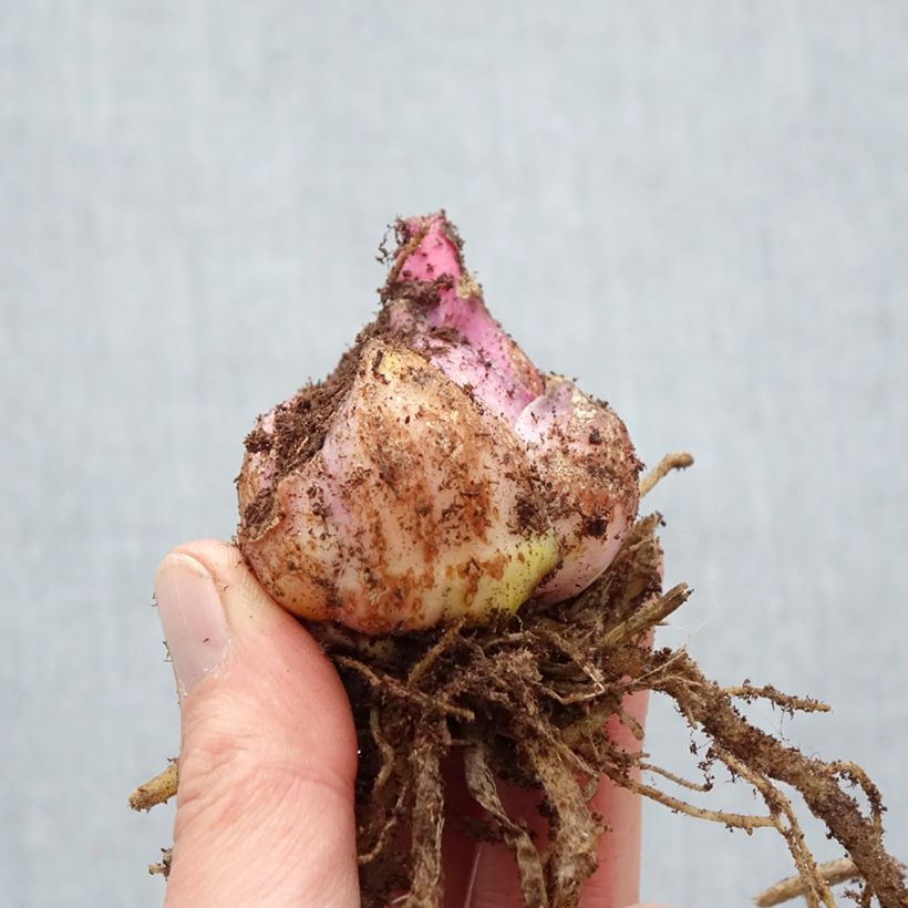 Exemplar von Orientalische Lilie Roselily Mikaela - Lilium Zwiebel Kaliber/Größe 17/19 wie im Frühjahr geliefert