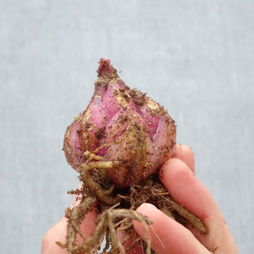 Exemplar von Orientalische Lilie Roselily Viola - Lilium Zwiebel Kaliber/Größe 17/19 wie im Frühjahr geliefert