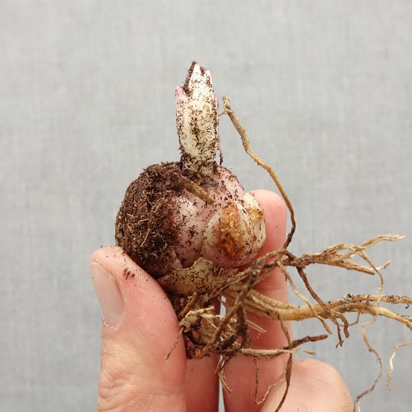 Exemplar von Orientalische Lilie Stargazer - Lilium Zwiebel Kaliber/Größe 16/18 wie im Frühjahr geliefert