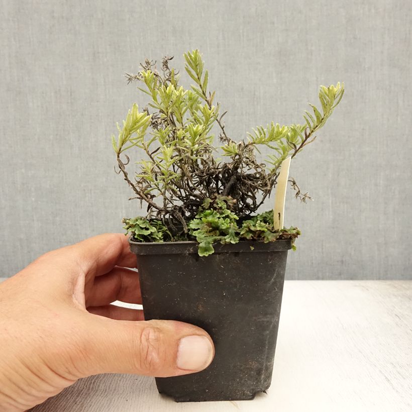 Exemplar von Steinsame Cambridge Blue - Lithodora diffusa Kleine Töpfe von 8/9 cm wie im Sommer geliefert