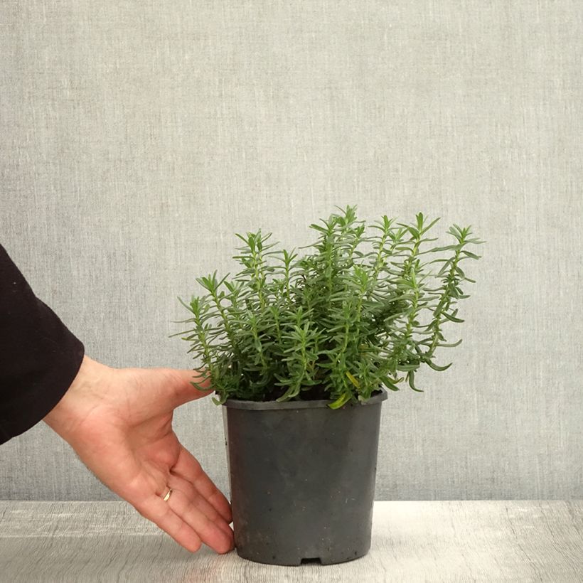 Exemplar von Steinsame Heavenly Blue - Lithodora diffusa Topf mit 2L/3L wie im Herbst geliefert