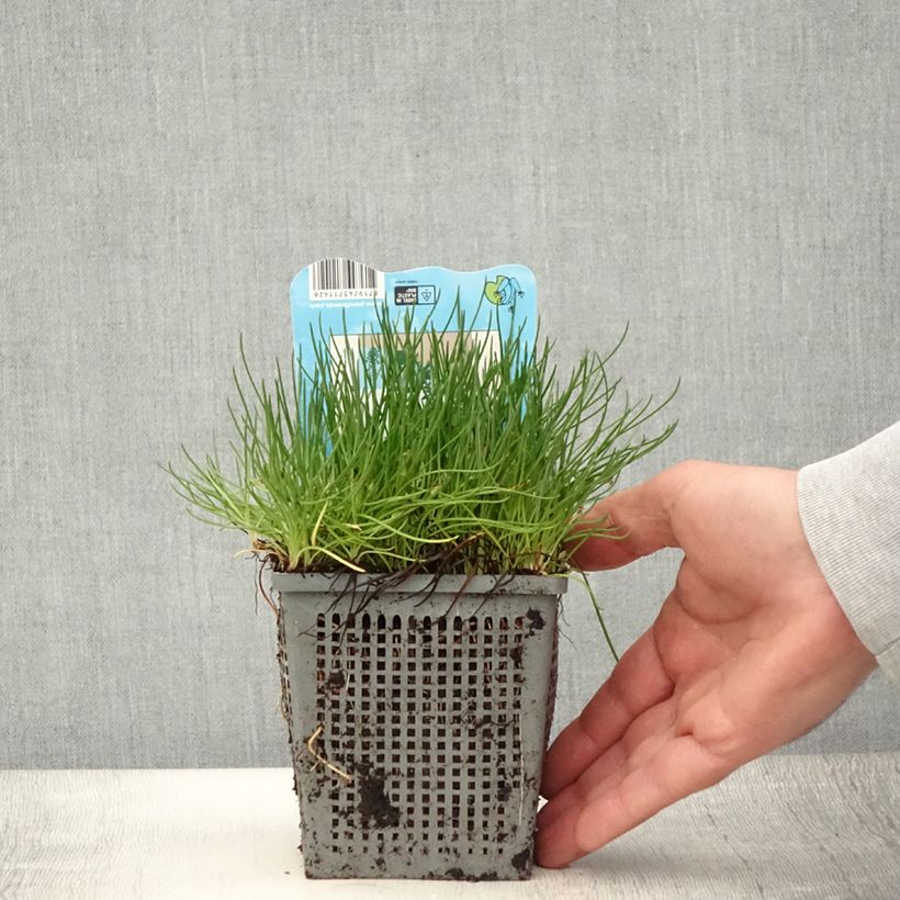 Exemplar von Litorella uniflora - Europäischer Strandling Topf mit 1L/1,5L wie im Sommer geliefert