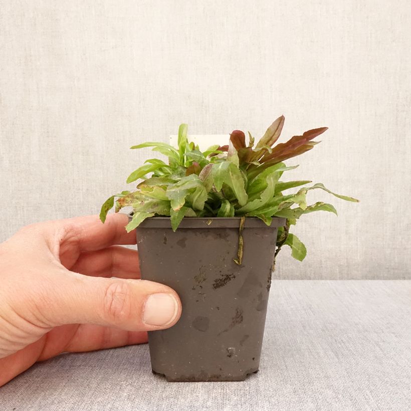 Exemplar von Lobelia cardinalis - Kardinals-Lobelie Kleine Töpfe von 8/9 cm wie im Frühjahr geliefert