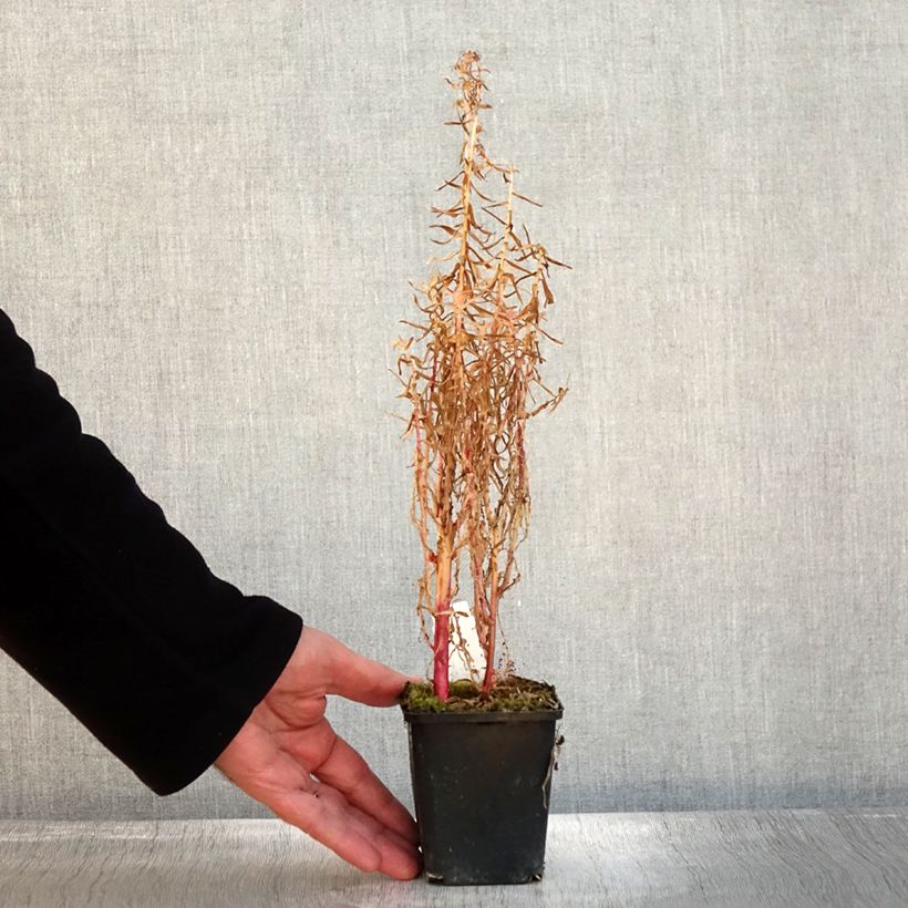 Exemplar von Lobelia sessilifolia - Lobelie Kleine Töpfe von 8/9 cm wie im Herbst geliefert