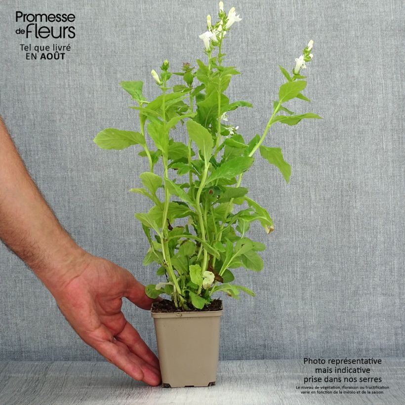 Exemplar von Stauden-Lobelie Alba - Lobelia siphilitica Kleine Töpfe von 8/9 cm wie im Sommer geliefert