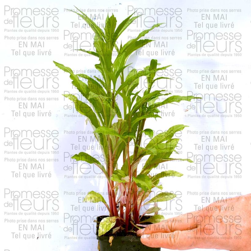 Beispiel eines Exemplars von Prachtlobelie Fan burgundy - Lobelia speciosa Kleine Töpfe von 8/9 cm wie geliefert