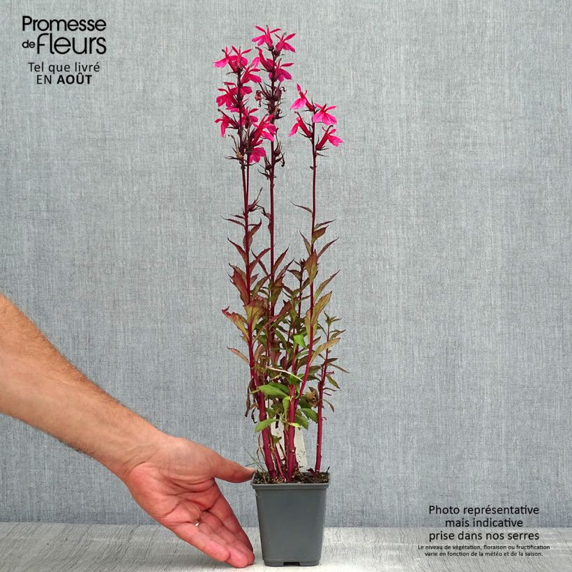 Exemplar von Prachtlobelie Fan Salmon - Lobelia speciosa Kleine Töpfe von 8/9 cm wie im Sommer geliefert
