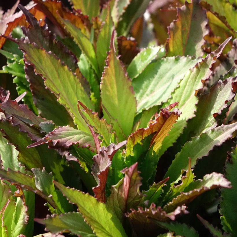 Prachtlobelie Fan Salmon - Lobelia speciosa (Laub)