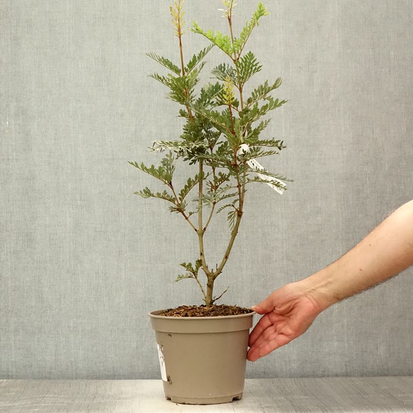 Exemplar von Lomatia ferruginea - Lomatie Topf mit 3L/4L wie im Sommer geliefert