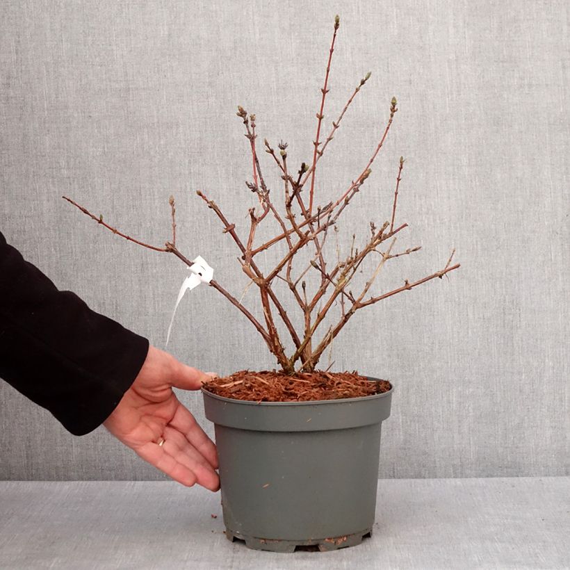 Exemplar von Heckenkirsche Zojka - Lonicera kamtschatica Topf mit 3L/4L, Strauch/Busch, mehrstämmig wie im Winter geliefert