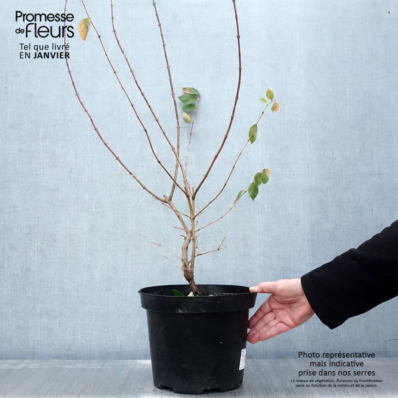 Exemplar von Lonicera fragrantissima - Wohlriechende Heckenkirsche Topf mit 7,5L/10L wie im Winter geliefert