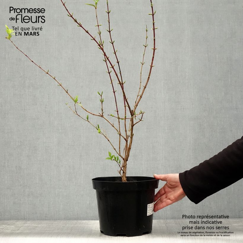 Exemplar von Lonicera fragrantissima - Wohlriechende Heckenkirsche Topf mit 7,5L/10L wie im Frühjahr geliefert