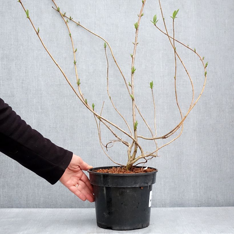 Exemplar von Lonicera involucrata var. ledebourii - Geißblatt Topf mit 4L/5LGelieferte Höhe ca. 40/60cm wie im Frühjahr geliefert