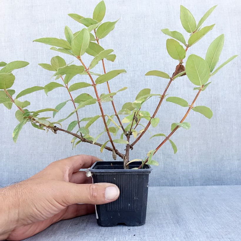 Exemplar von Heckenkirsche Kiev - Lonicera kamtschatica Kleine Töpfe von 8/9 cm, Strauch wie im Sommer geliefert